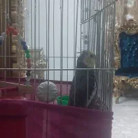 عروس هلندی نر سخنگو