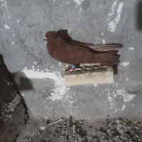 6تا کبوتر ناشی سرخ حراج