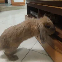 خرگوش لوپ شش ماهه|موش و خرگوش|گرگان, |دیوار