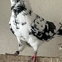 کبوتر زغالی کاکلی|پرنده|کرج, حصارک بالا|دیوار