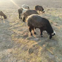 بره