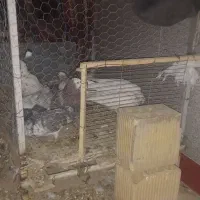 قفس کفتر|لوازم جانبی حیوانات|شاهین‌شهر, گرگاب|دیوار