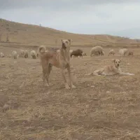 دمرول گله ایی جوان سن ۲سال فی ۲۵