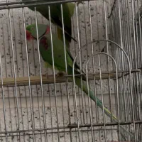 فروش جفت شاه طوطی بالغ