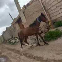 کره