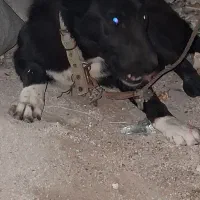 سگ ۴ ماهه نر سرابی