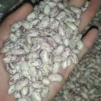 لوبیای چیتی  کیلویی   ۳۱۵