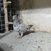 هفت رنگ دم سفید