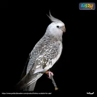 جفت عروس هلندی/ پاریس مولد/آلبینو ایزابلا/وایت فیس|پرنده|اهواز, شهرک دانشگاه|دیوار