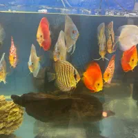 ماهی دیسکس های گرید دار کلکسیونی