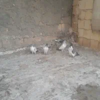 کبوتر کاشونی|پرنده|اصفهان, ارغوانیه|دیوار