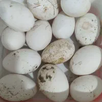 تخم غازنطفه دار