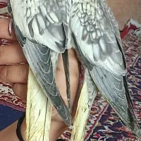 فروش عروس هلندی و کوتوله برزیلی در کازرون|پرنده|شیراز, دروازه اصفهان|دیوار