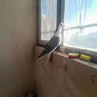 دمگیر سینه دم پاک یه تیر سفید