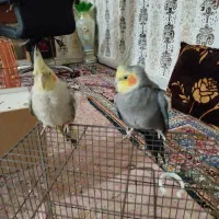 فروش عروس هلندی