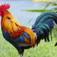 جوجه خروس