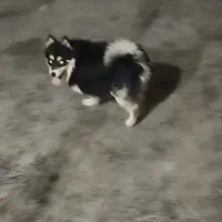 سگ پامرین گمشده|حیوانات|مشهد, پرکندآباد|دیوار