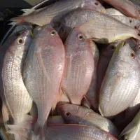 ماهی|ماهی|بندر امام خمینی, |دیوار