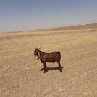 نر بز اسرائیلی اصل