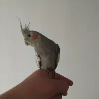 فروش عروس هلندی 2عدد