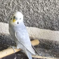 مرغ عشق|پرنده|کبودرآهنگ, |دیوار