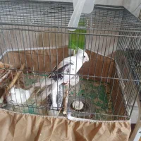 عروس هلندی بالغ و طوطی برزیلی