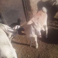 یکساله دو رگ سانن.