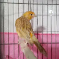 قناری.|پرنده|محمدشهر, عباس آباد|دیوار