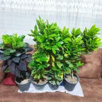 گل نخل ماداگاسکار،آکوبا،کروتن،شفلرا،فیکوس‌|گل و گیاه طبیعی|کرمانشاه, |دیوار