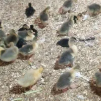 فروش جوجه غاز واردک محلی ۱۵ روزه