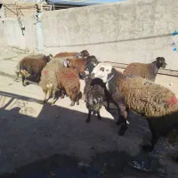 ۱۰ تا بر قوچ|لوازم جانبی حیوانات|گیان, |دیوار