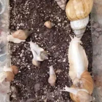 حلزون وتخم حلزون