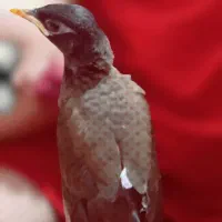 جوجه مینا