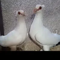 جفت دمدار کلاهی گمشده نیس