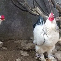 خروس غول پیکر برهما نژاد اصیل