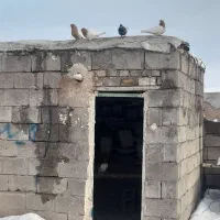 کبوتررنگی دونه ای سیصدپنجاه تومن