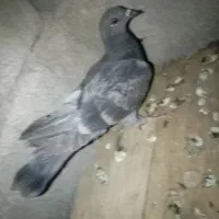 دونی 300