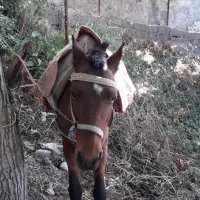 اسب نر در قزوین|اسب و تجهیزات اسب‌سواری|آبیک, |دیوار