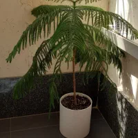 کاج مطبق