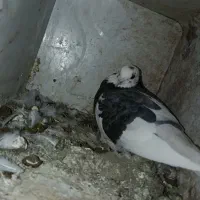 کبوتر‌ بازیکن|پرنده|اردل, |دیوار