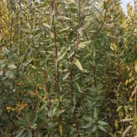 وایقان نهال فروش انواع نهال اصلاح شده|خدمات باغبانی و درختکاری|شبستر, |دیوار