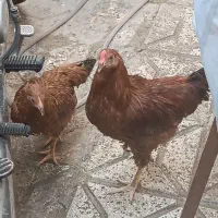 خروس و مرغ