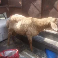 فروش گوسفند زنده و قصاب سیار