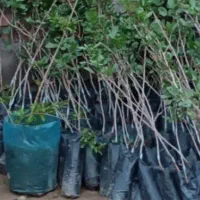 صنوبر ،کبوده|خدمات باغبانی و درختکاری|مرند, |دیوار