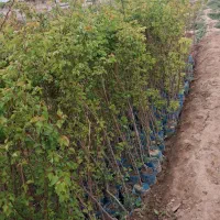 نهال های گلدانی کیسه پرس