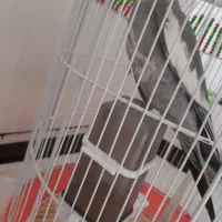 طوطی عروس هلندی|پرنده|محمدیه-قزوین, |دیوار