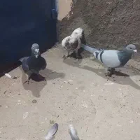 فروشی|پرنده|میان ولایت, |دیوار