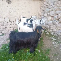 تصویر گویاست