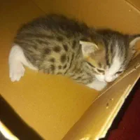 بچه گربه ۲ ماهه