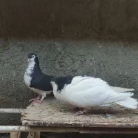 کفتر جفتگاه|پرنده|کاشمر, |دیوار